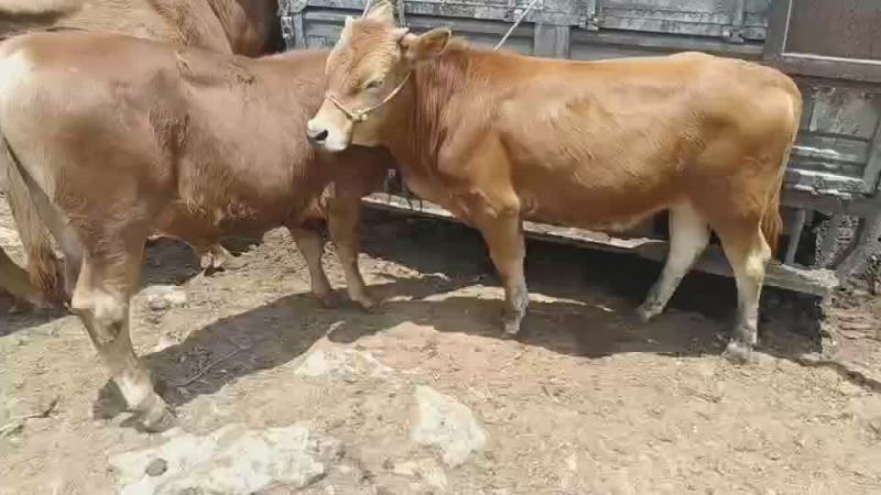 新鲜贵州黄肉牛黄牛犊活牛，产地直供，品质保证欢迎咨询