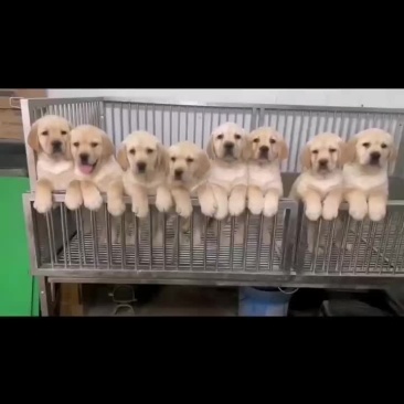 拉布拉多幼犬公母都有大小都有疫苗驱虫已做看家护院陪伴老人
