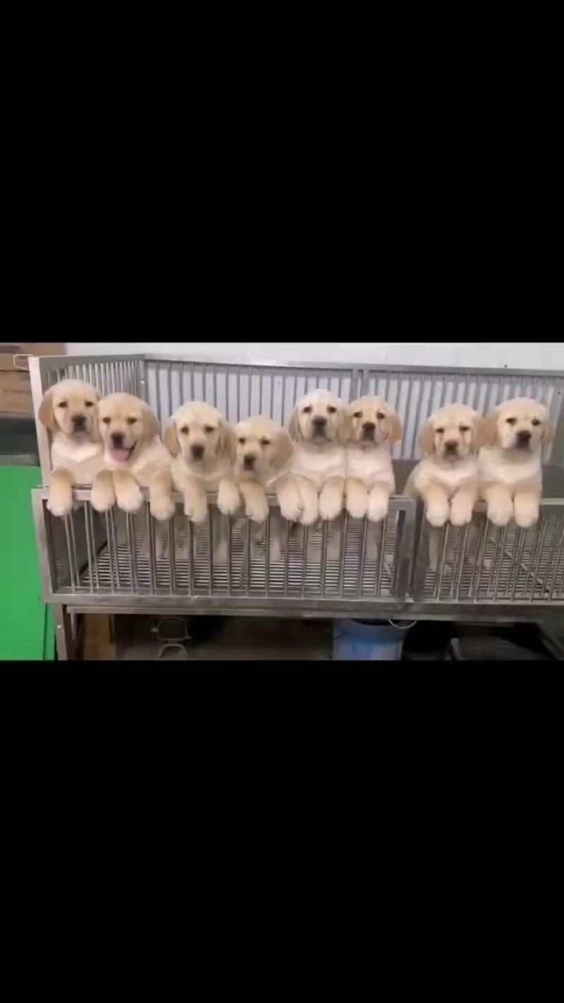 拉布拉多幼犬公母都有大小都有疫苗驱虫已做看家护院陪伴老人