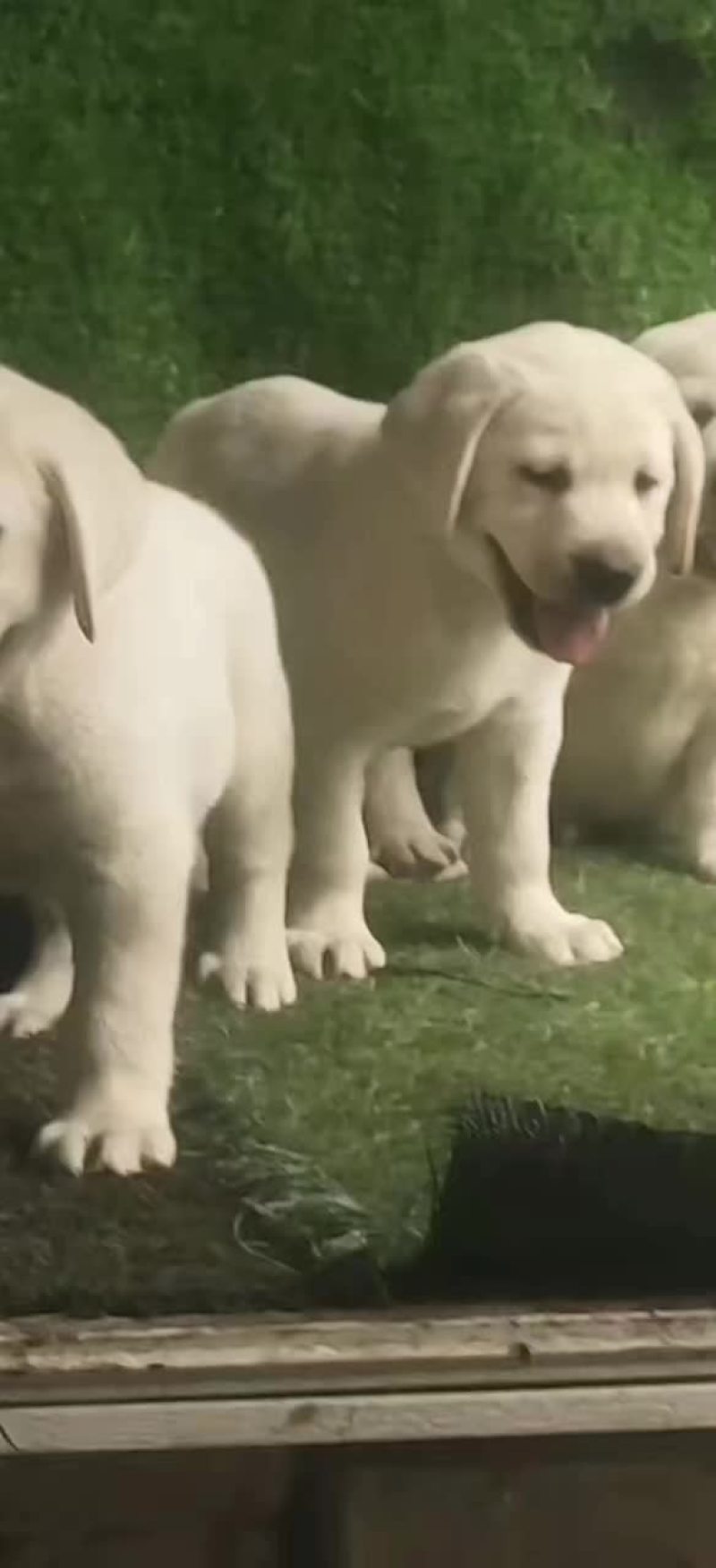 拉布拉多幼犬公母都有大小都有疫苗驱虫已做看家护院陪伴老人