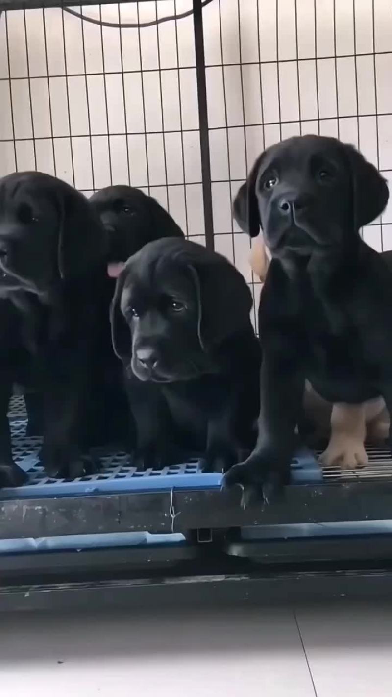 拉布拉多幼犬公母都有大小都有疫苗驱虫已做看家护院陪伴老人
