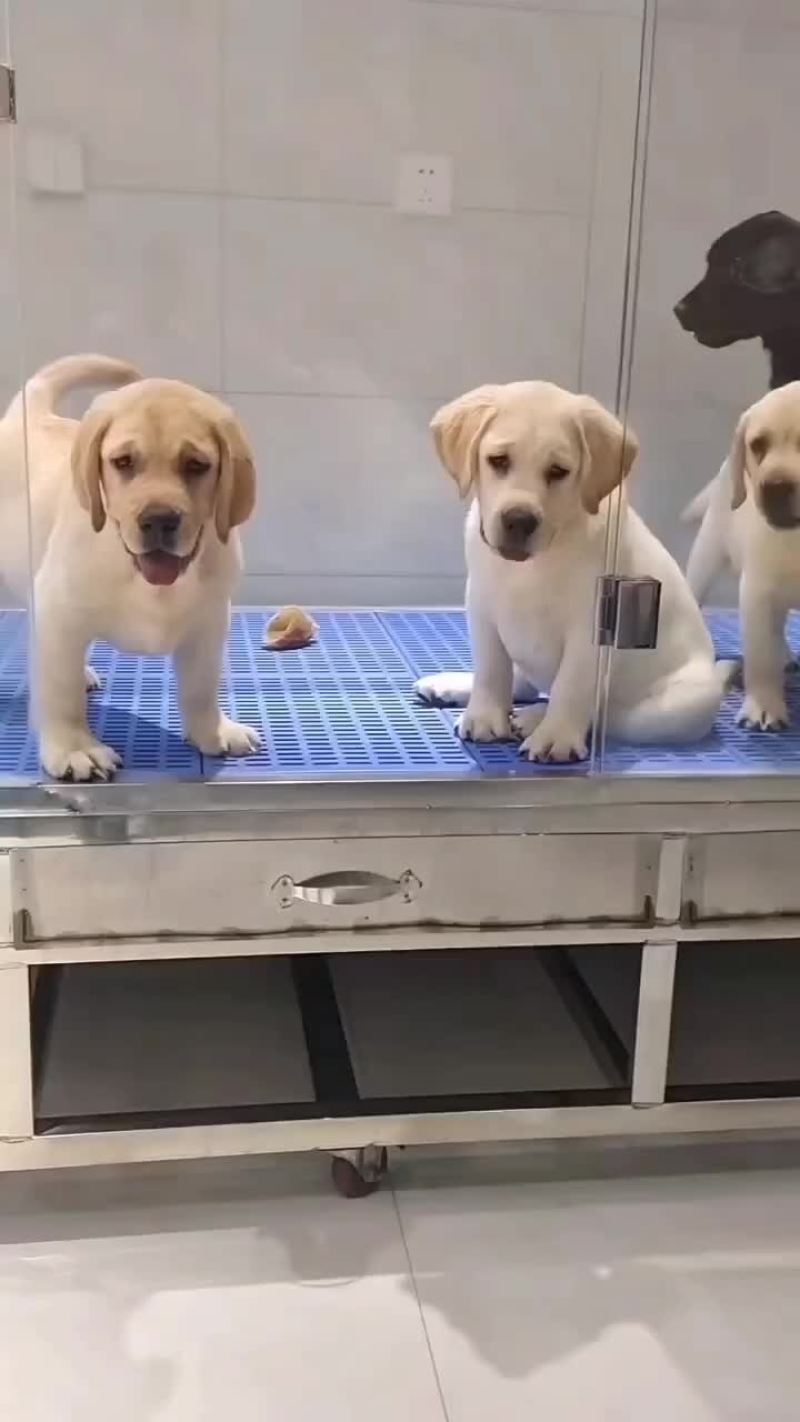 拉布拉多幼犬公母都有大小都有疫苗驱虫已做看家护院陪伴老人
