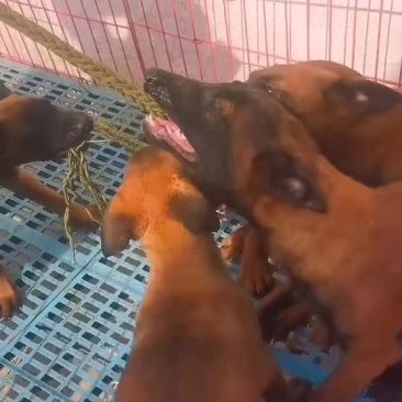 马犬，爆红马犬，黄马犬，大小都有，公母都有疫苗驱虫已做