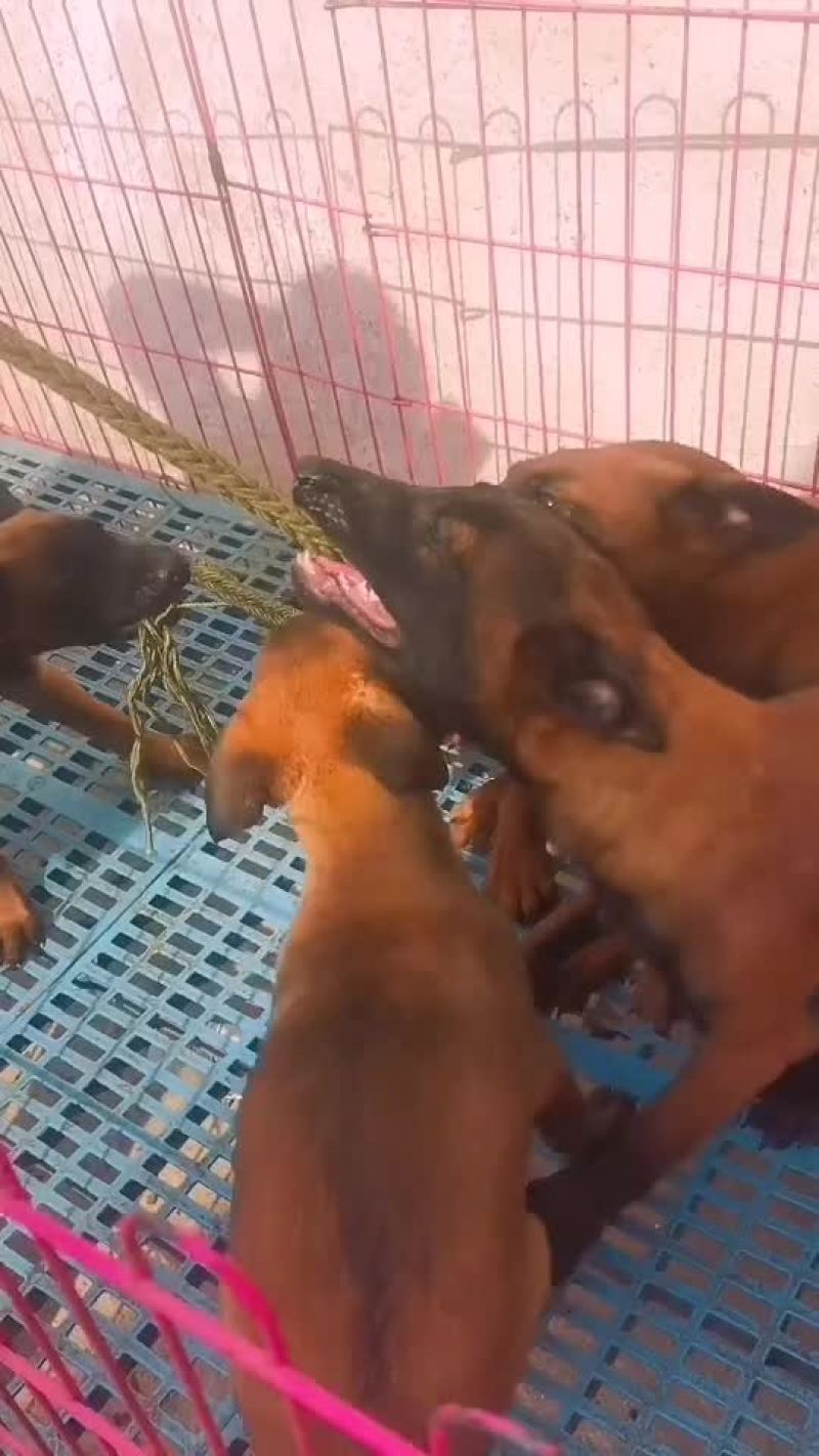 马犬，爆红马犬，黄马犬，大小都有，公母都有疫苗驱虫已做