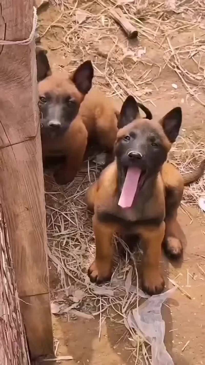 马犬，爆红马犬，黄马犬，大小都有，公母都有疫苗驱虫已做