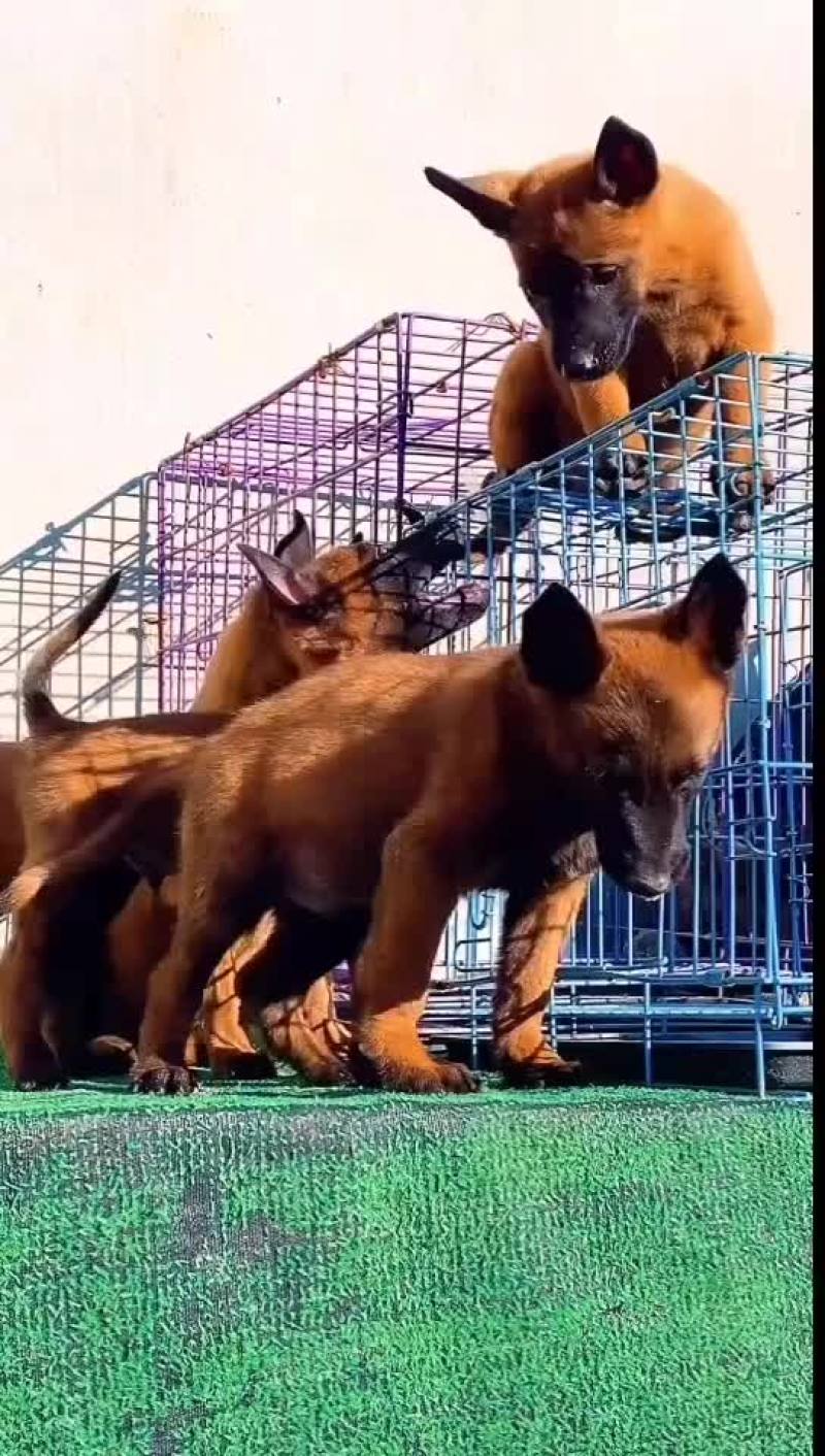 马犬，爆红马犬，黄马犬，大小都有，公母都有疫苗驱虫已做
