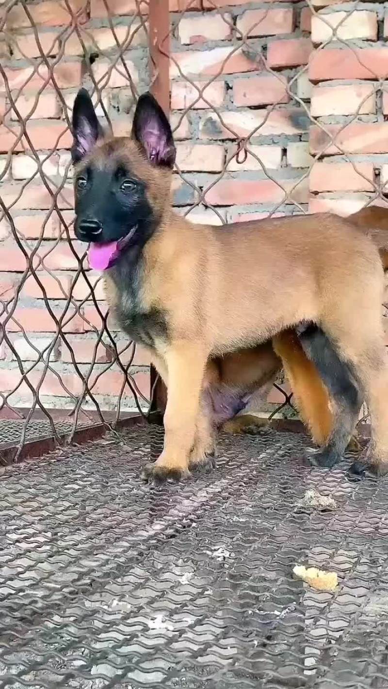 马犬，爆红马犬，黄马犬，大小都有，公母都有疫苗驱虫已做