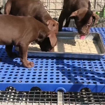 比特犬，大小都有公母都有疫苗驱虫已做