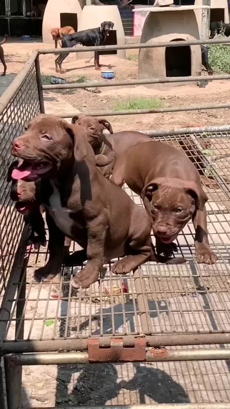 比特犬，大小都有公母都有疫苗驱虫已做