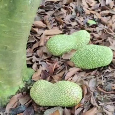 海南榴莲蜜大量上货，带着菠萝蜜的外貌，果肉带着榴莲的口感