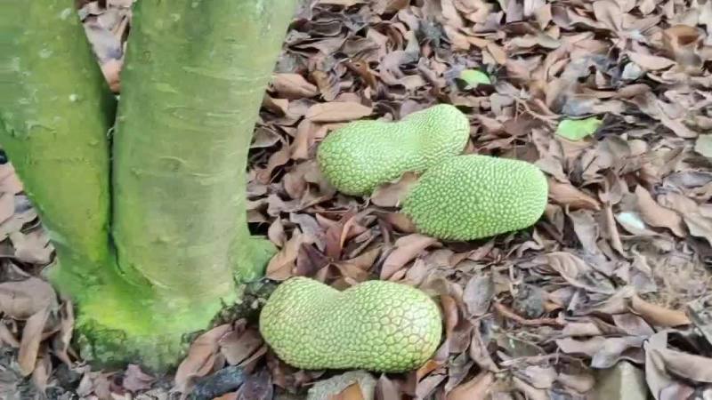 海南榴莲蜜大量上货，带着菠萝蜜的外貌，果肉带着榴莲的口感
