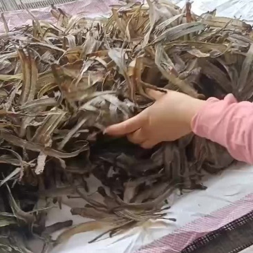 地龙干网晒沪地龙尖刀机加工版型漂亮源头产地直发