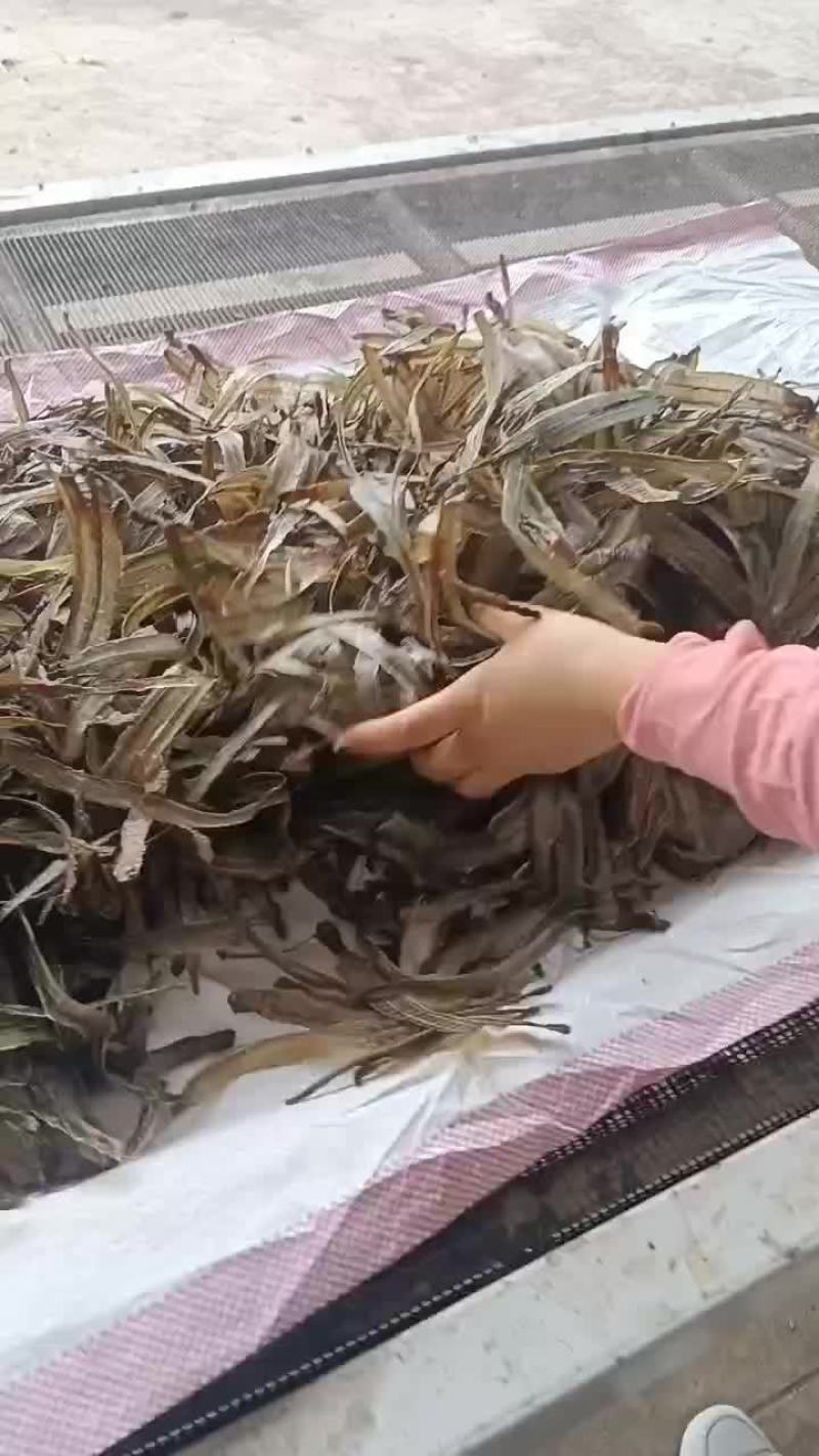 地龙干网晒沪地龙尖刀机加工版型漂亮源头产地直发