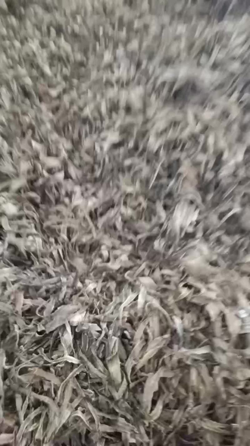 地龙干网晒沪地龙尖刀机加工版型漂亮源头产地直发