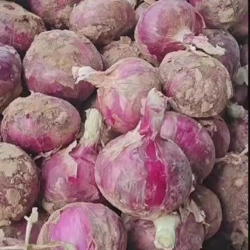 【紫皮洋葱】通许洋葱新洋葱产