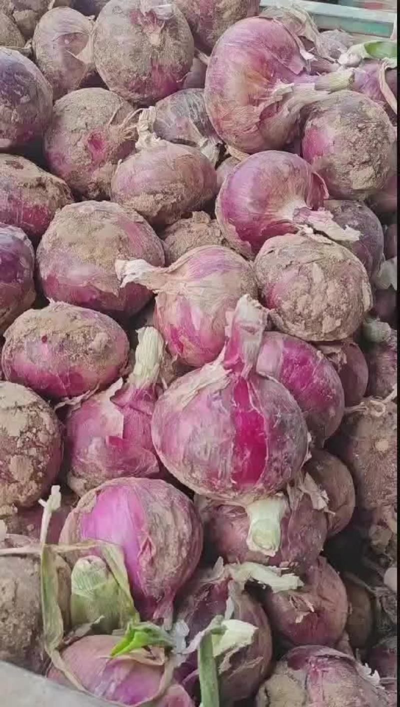 【紫皮洋葱】通许洋葱新洋葱产