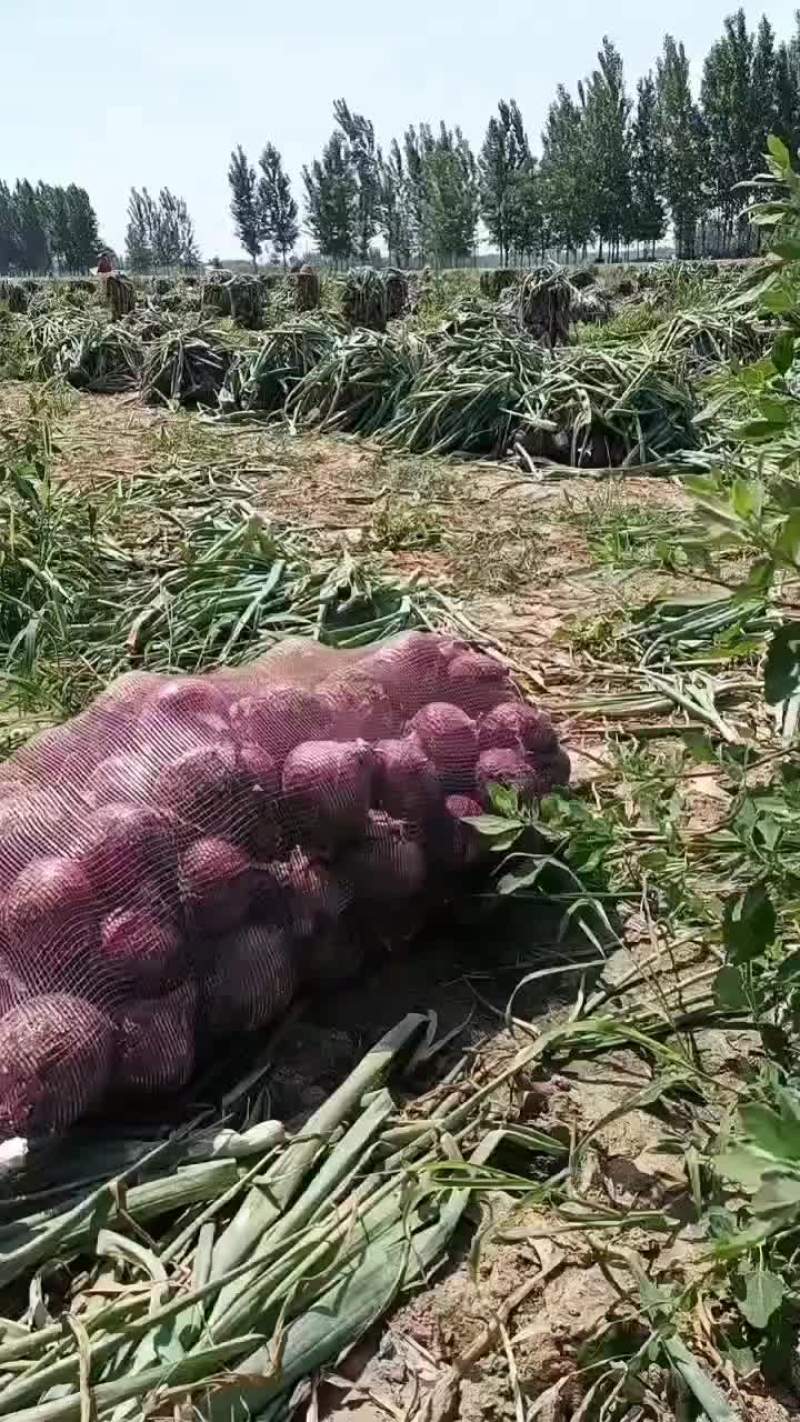 【紫皮洋葱】通许洋葱新洋葱产