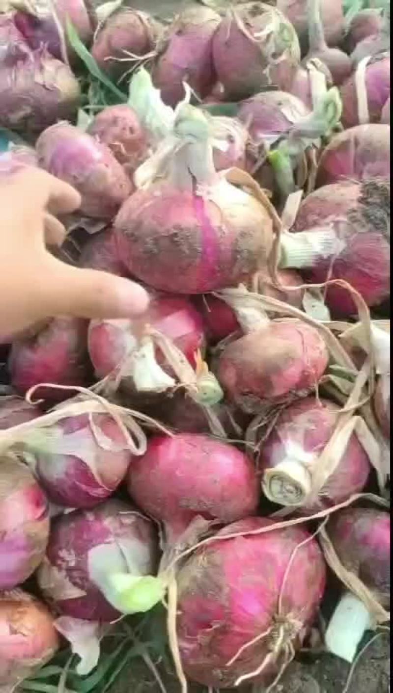 【紫皮洋葱】通许洋葱新洋葱产