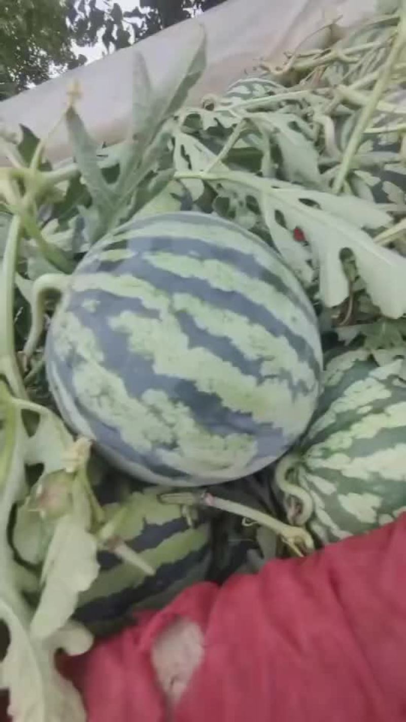 美都西瓜上市