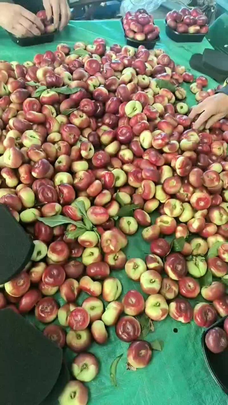 露天油桃，油蟠大量上市