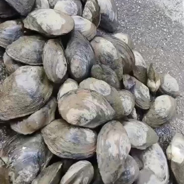 河畔