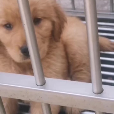 金毛犬伴侣犬大小都有公母都有疫苗驱虫已做
