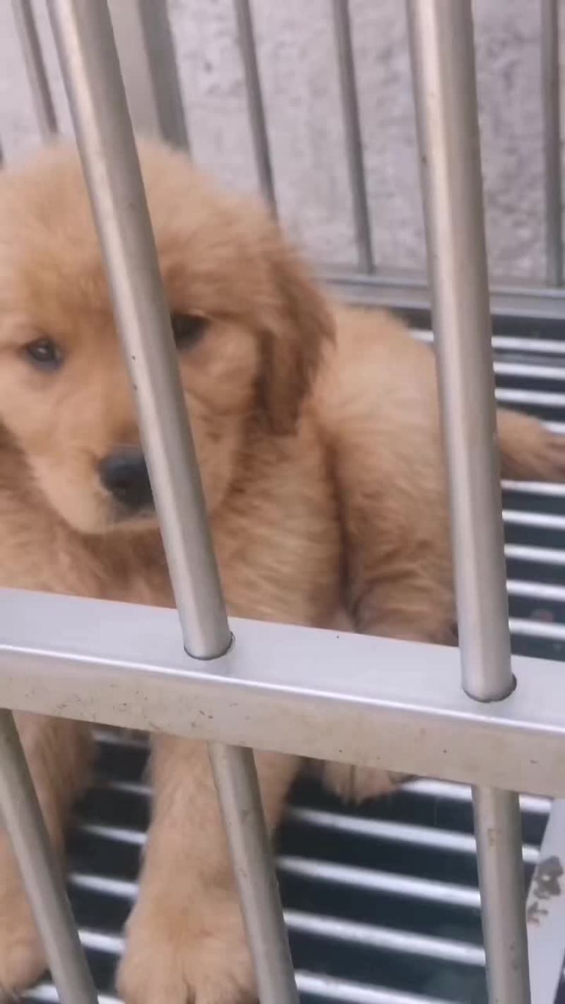 金毛犬伴侣犬大小都有公母都有疫苗驱虫已做