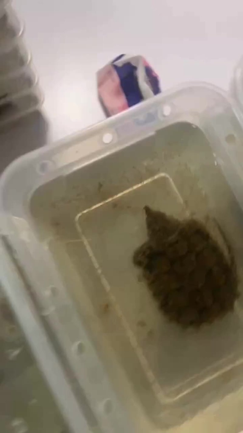 进口大鳄苗全品，质量保证，支持全国发货量大从优