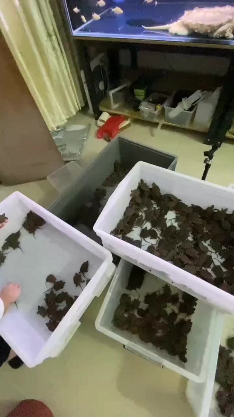 进口大鳄苗全品，质量保证，支持全国发货量大从优