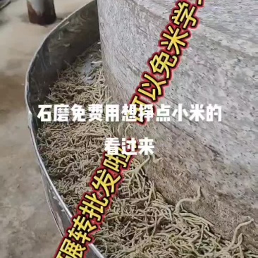 青麦仁