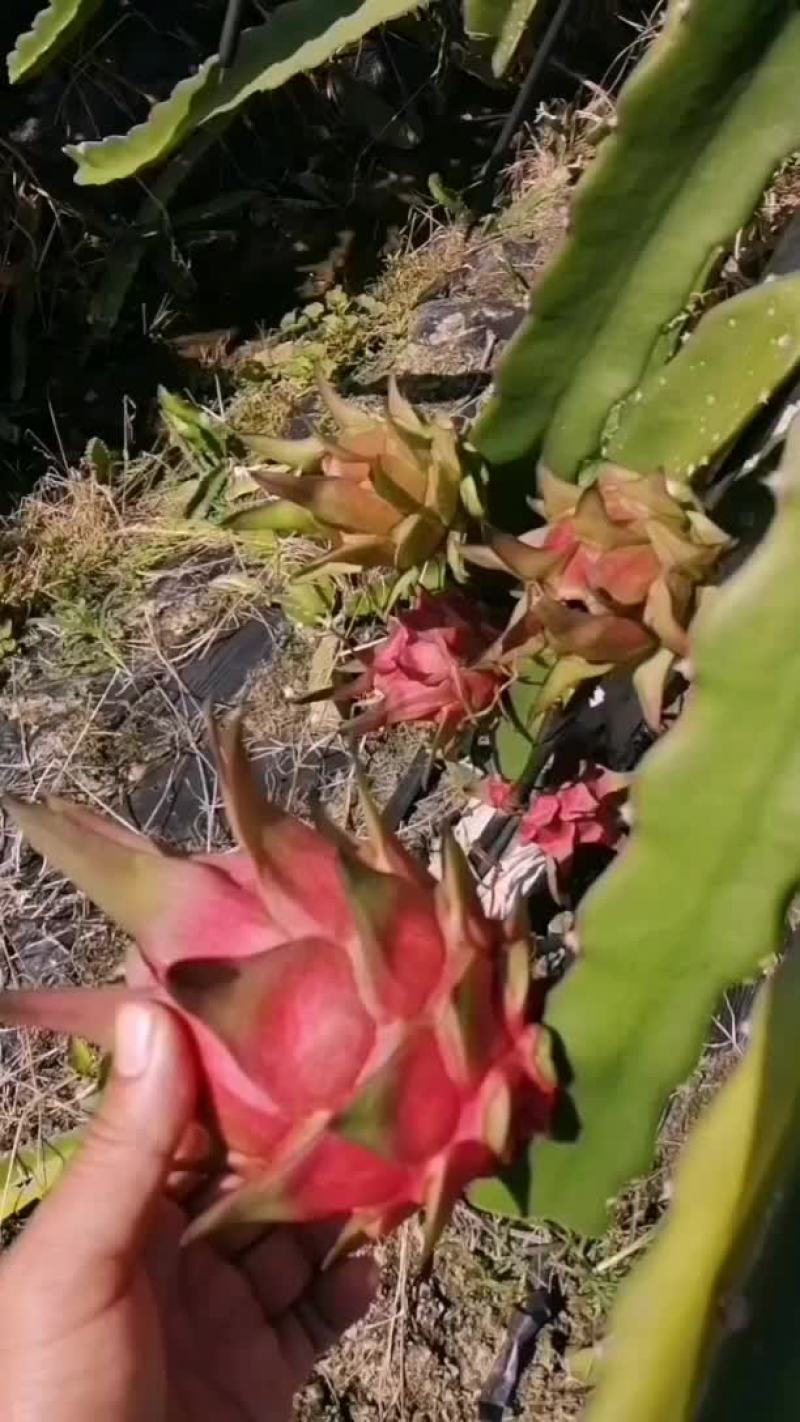 火龙果