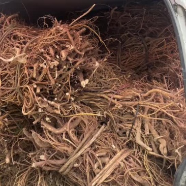 野生鲜货五指毛桃