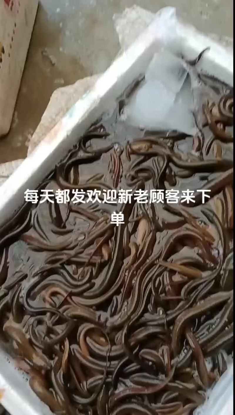 精品大土黄鳝