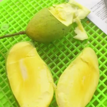 鹰嘴芒光果