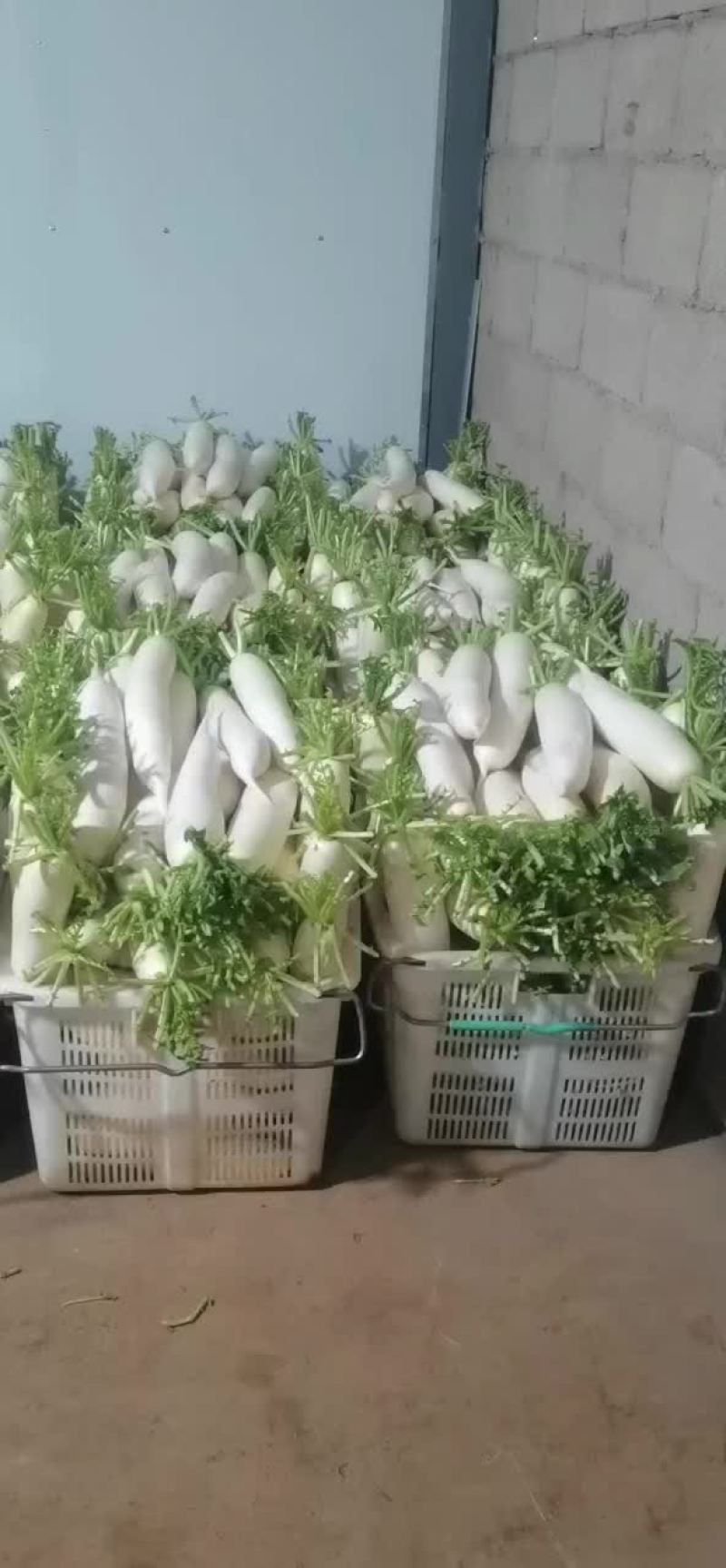 白萝卜上市中