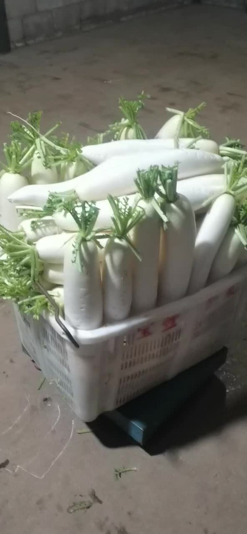 白萝卜上市中