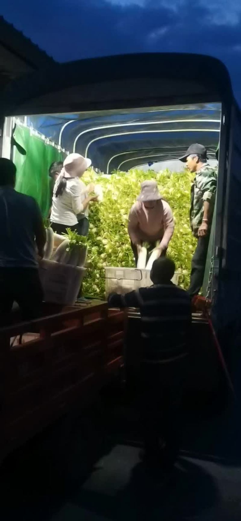 白萝卜上市中