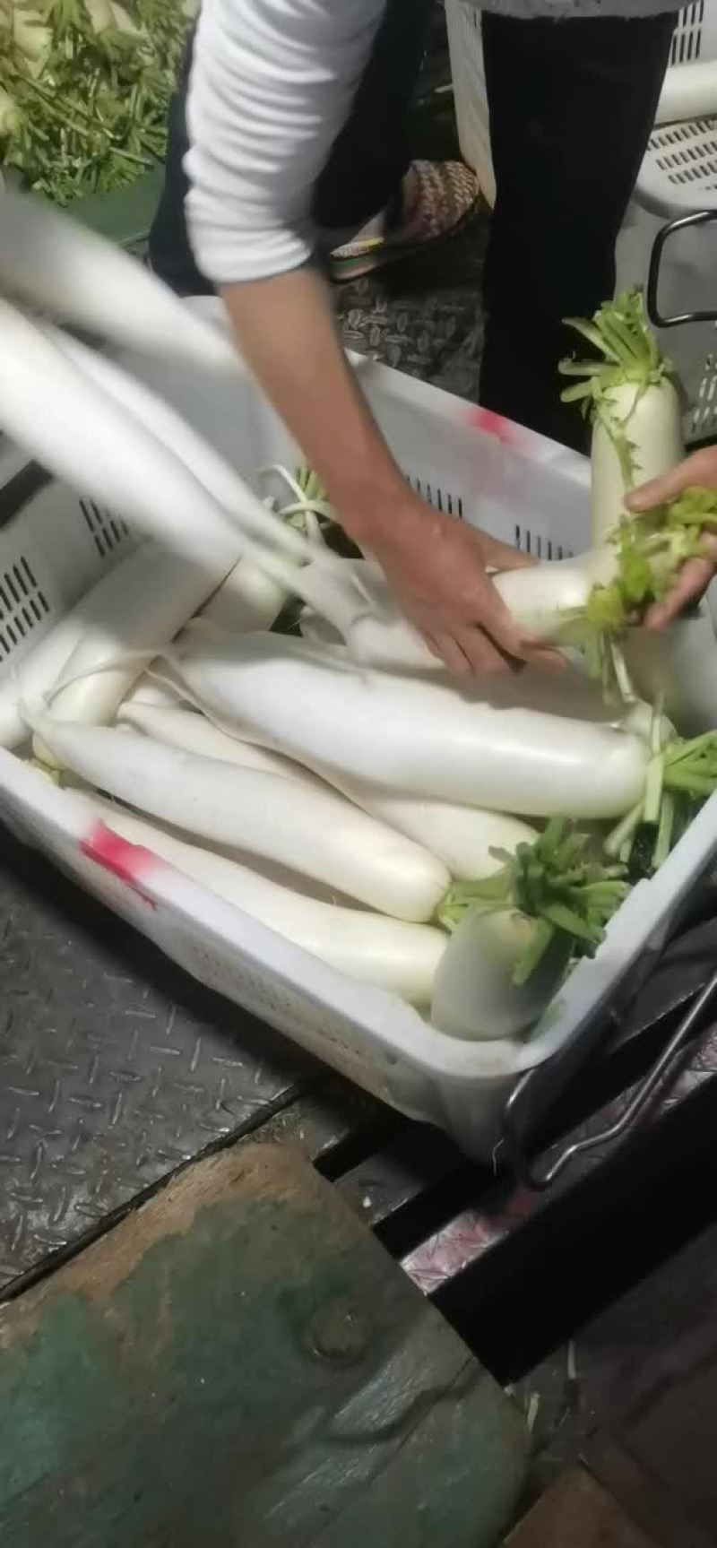 白萝卜上市中