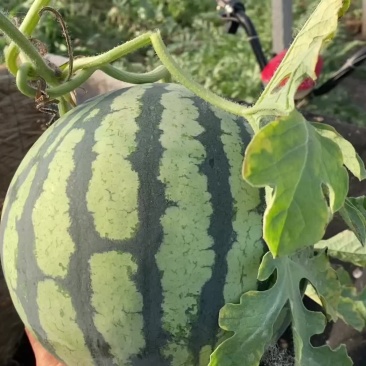 精品美度