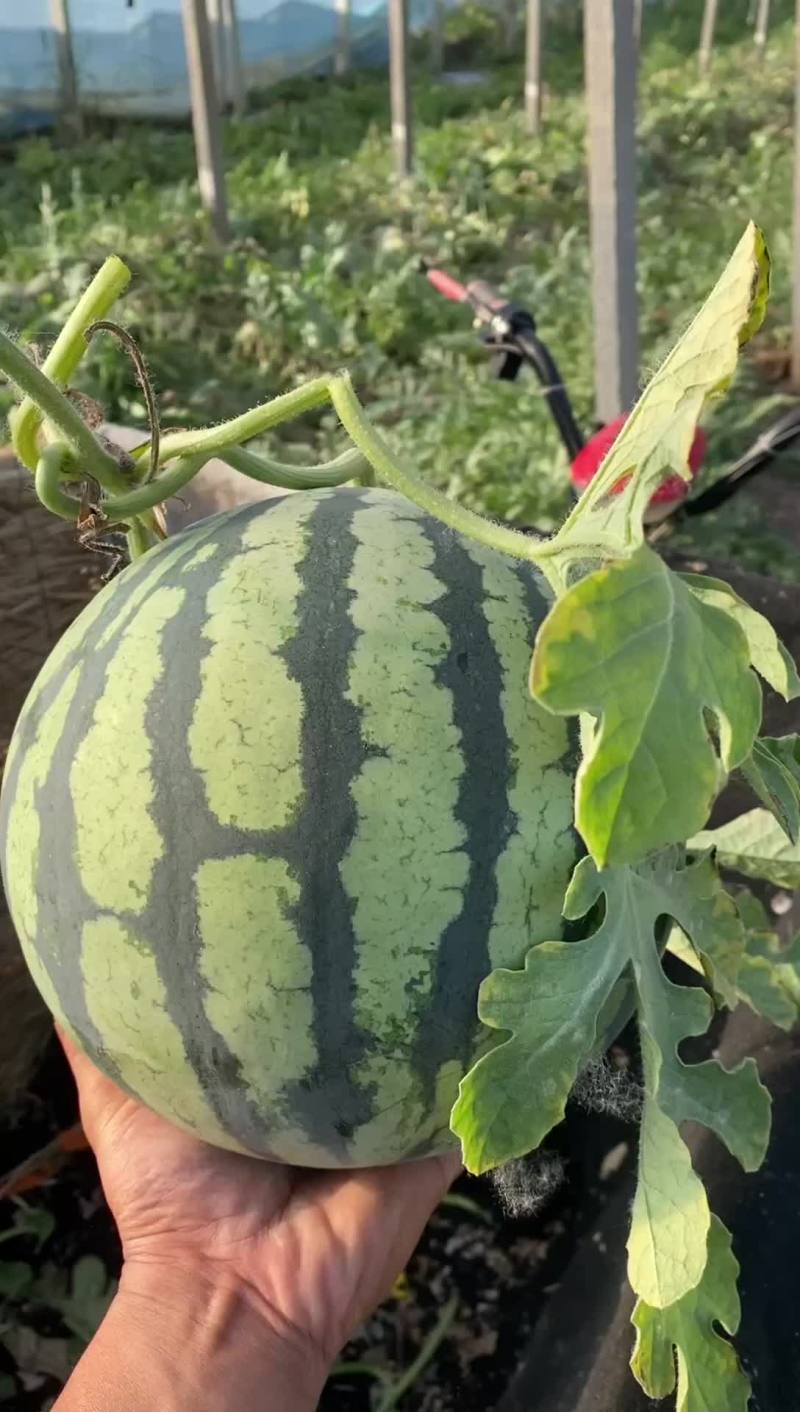 精品美度