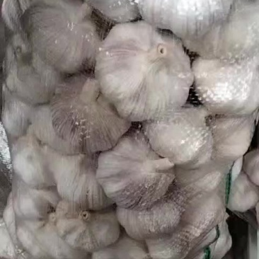 精品大蒜
