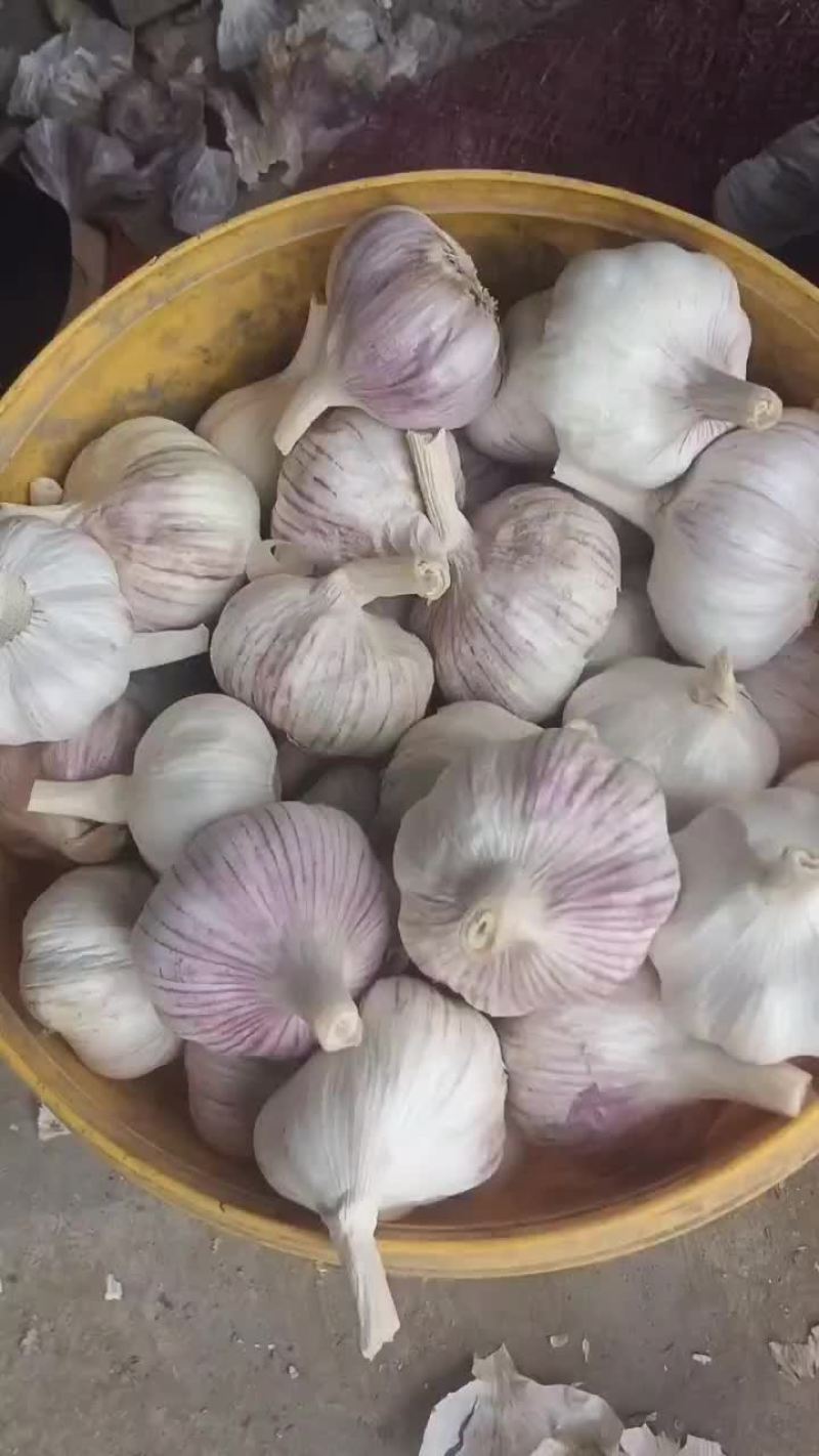 精品大蒜