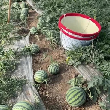 天津头茬无籽麒麟西瓜一手货源5-10斤