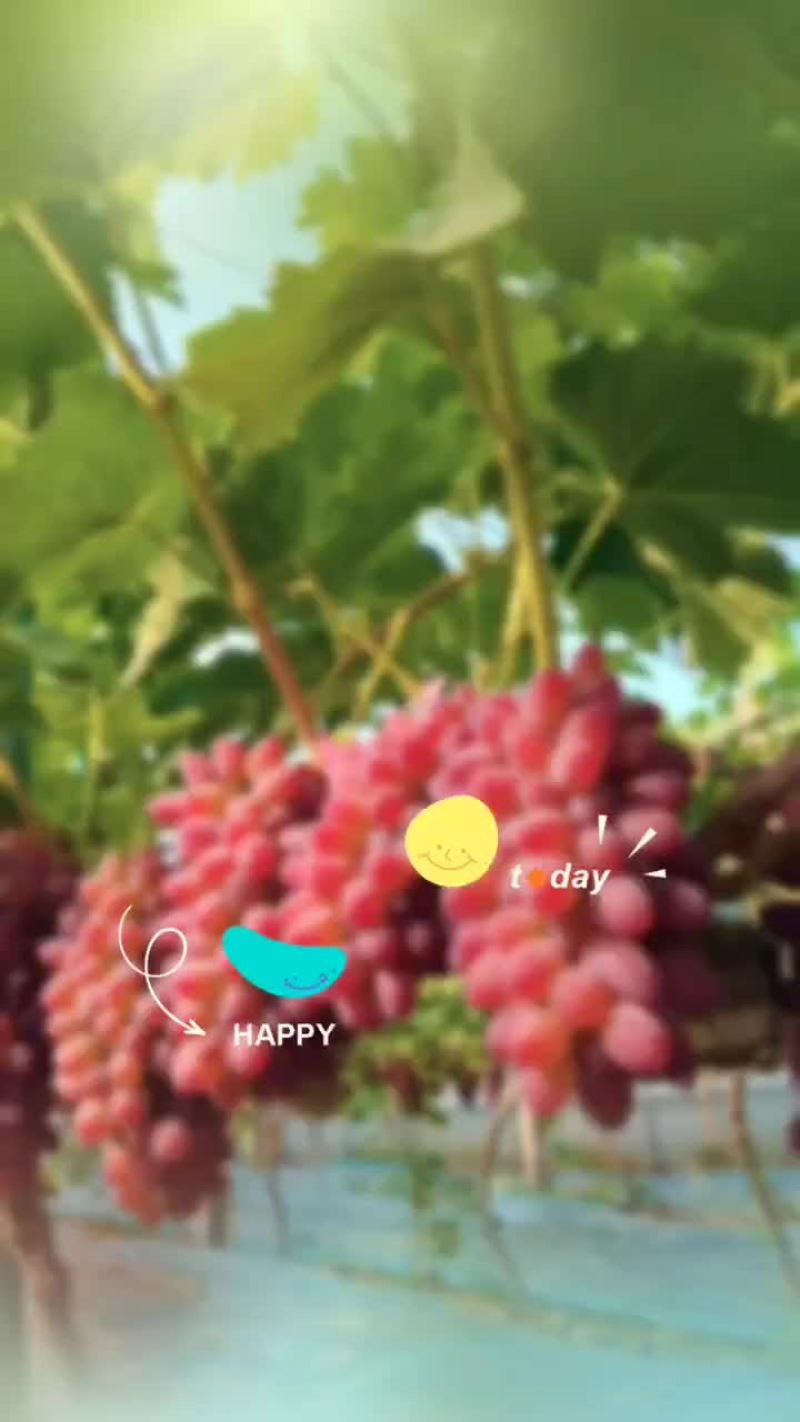 茉莉香葡萄