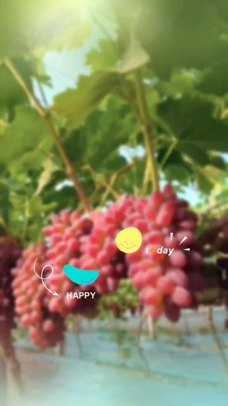 茉莉香葡萄