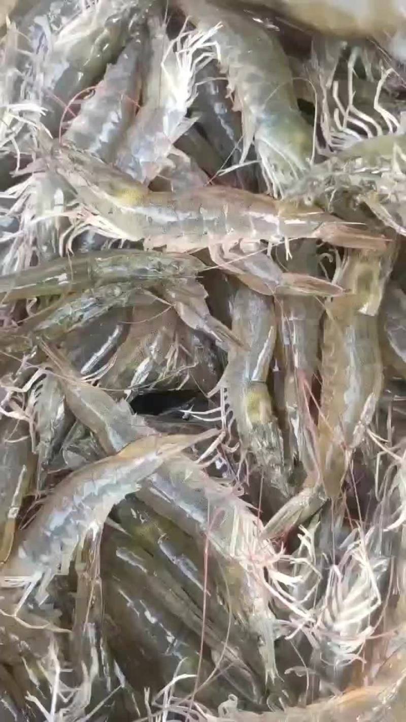 国产对虾