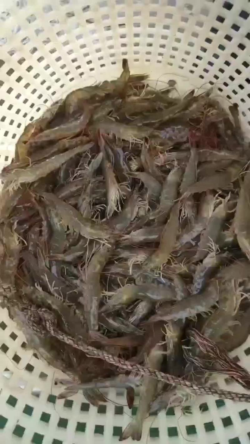 国产对虾
