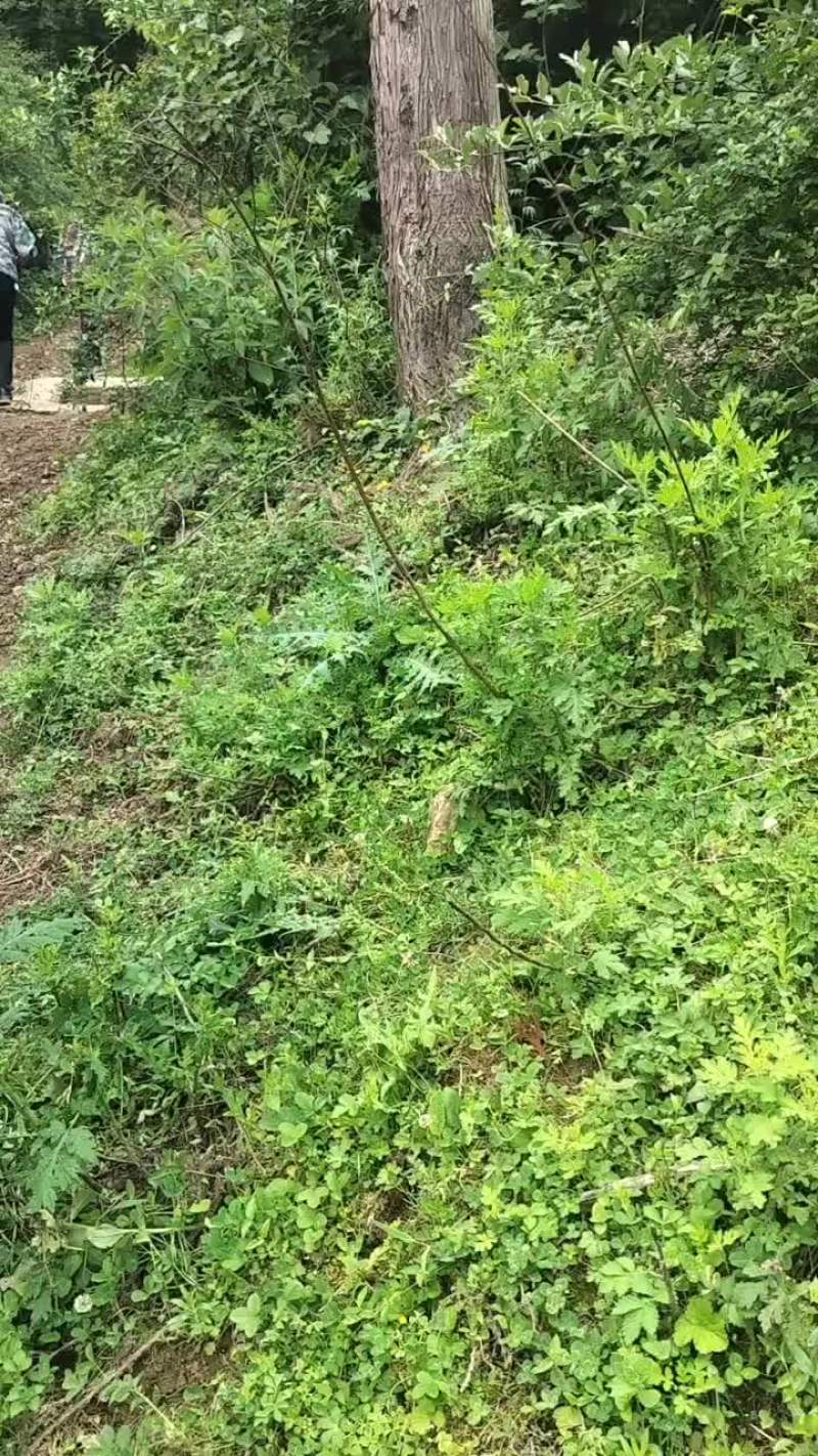 马刺根