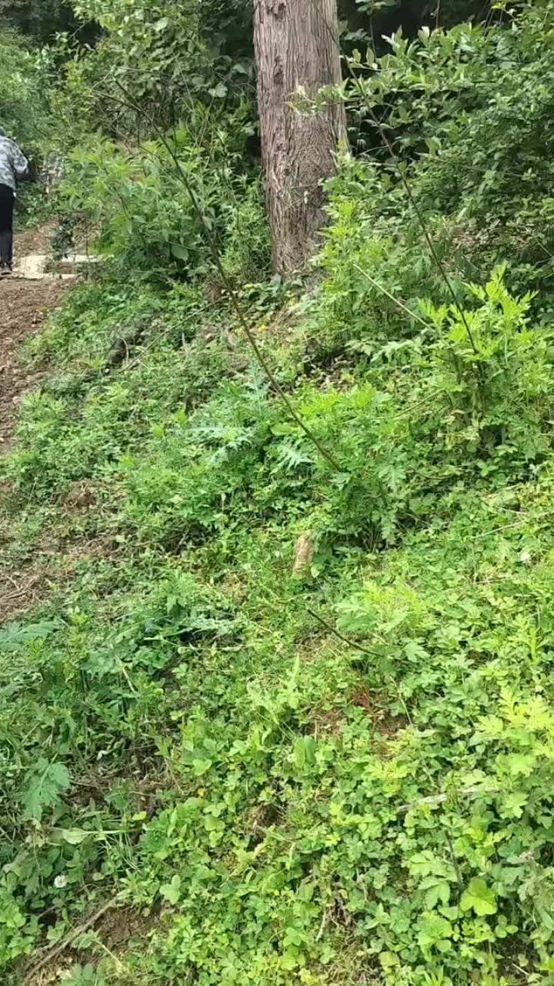 马刺根