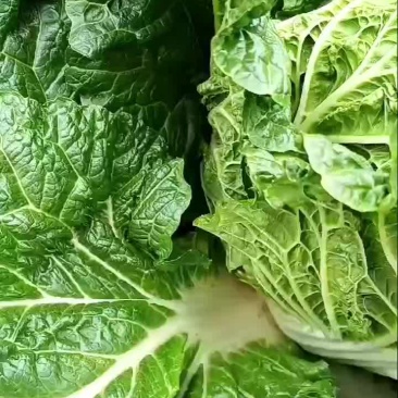 大白菜